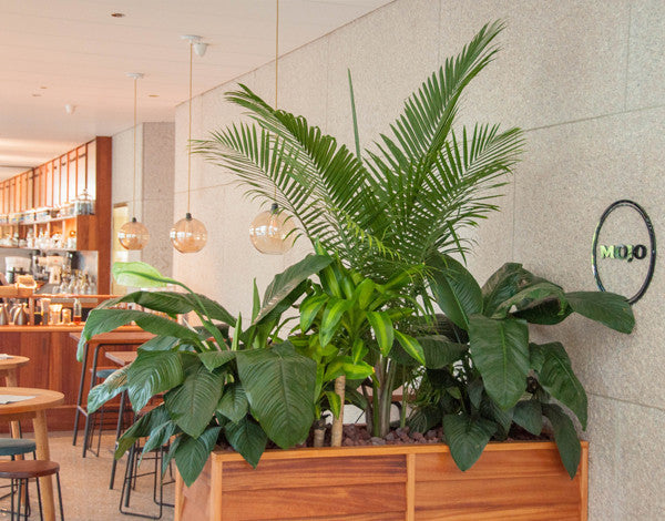Chicago Loop, Best Coffee, Mojo Coffee 200 South Wacker